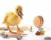 DuckofOak