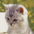 MILORD