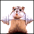 adichat