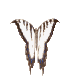 Machaon