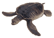 Ptite Turtle