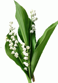 1ermai