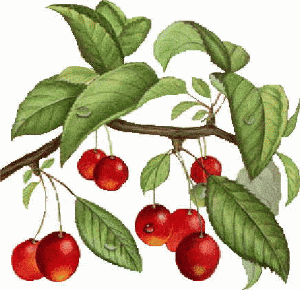 Aliments