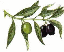 Aliments