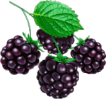Aliments