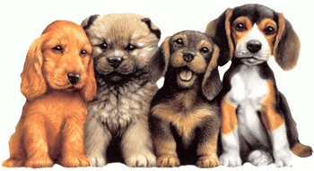 Animaux