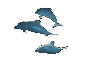 Animaux