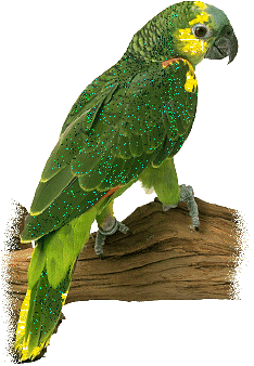 Animaux