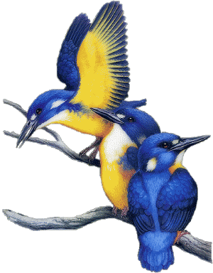 Animaux