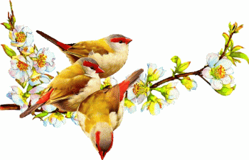 Animaux