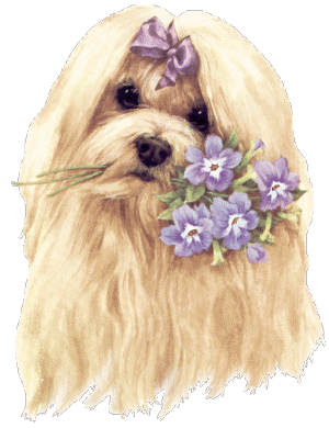 Animaux