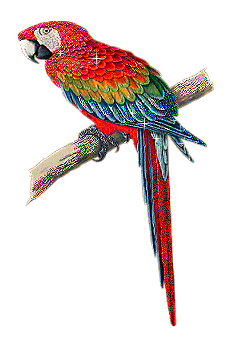 Animaux