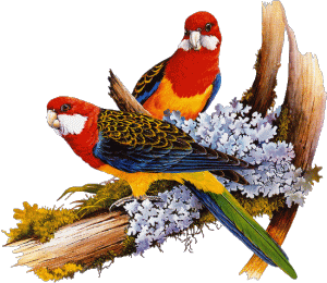 Animaux