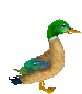 Animaux