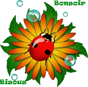 Bonsoir