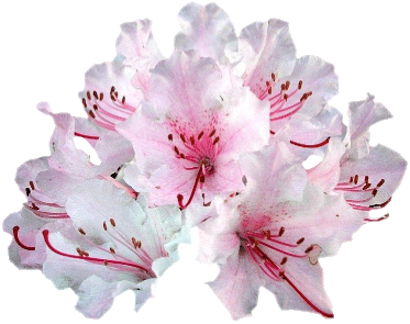 Fleurs