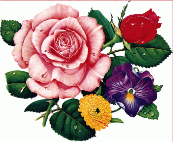 Fleurs