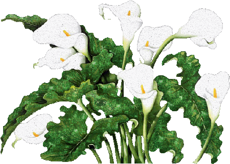 Fleurs