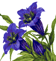 Fleurs