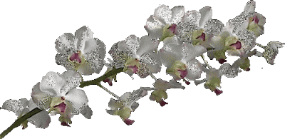 Fleurs