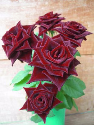 Fleurs