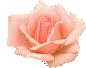Fleurs