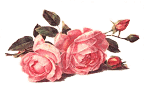 Fleurs