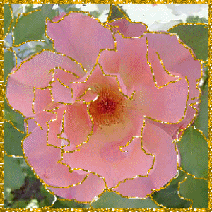 Fleurs