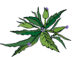 Fleurs