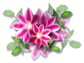Fleurs