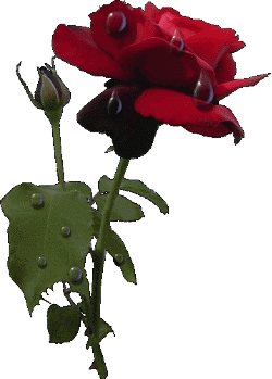 Fleurs