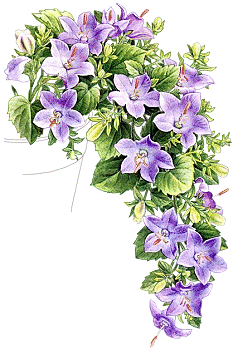 Fleurs