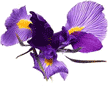 Fleurs