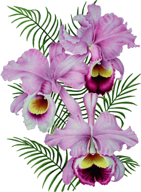 Fleurs