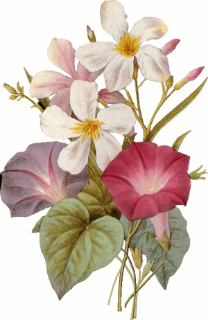 Fleurs