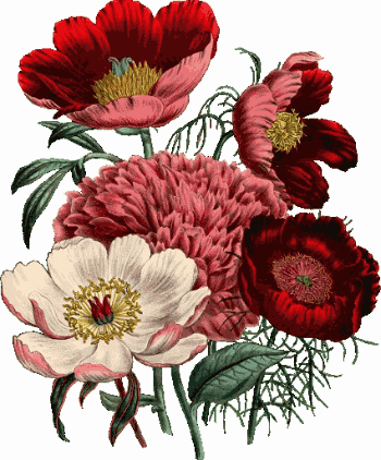 Fleurs