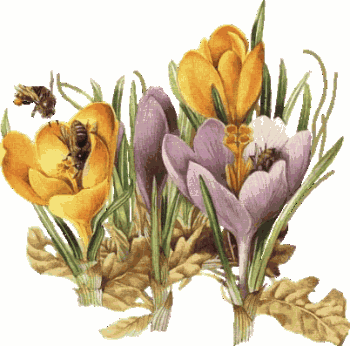 Fleurs