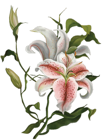 Fleurs