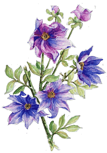 Fleurs