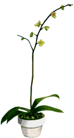 Fleurs