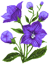 Fleurs