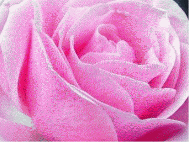 Fleurs