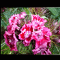 Fleurs