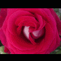 Fleurs