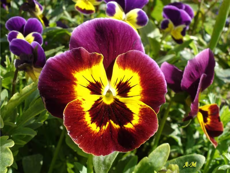 Fleurs