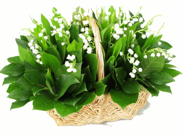 Fleurs