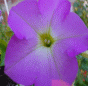 Fleurs