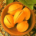 Citrons confits04