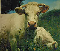 Cuisine boeuf02
