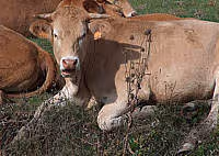 Cuisine boeuf03